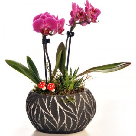 Siyah Eskitme Saksıda Mini Orkide